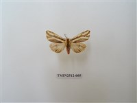 藏品(褐帶污燈蛾)的圖片